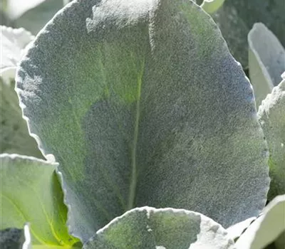 Senecio candidans 'Angel Wings' 