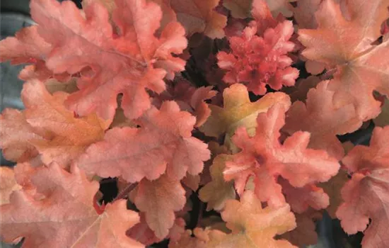 Heuchera 'Red Fury'