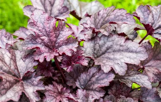 Heuchera Primo® 'Wild Rose'