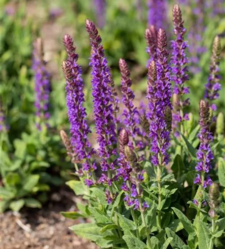 Salvia nemorosa 'Blaukönigin'