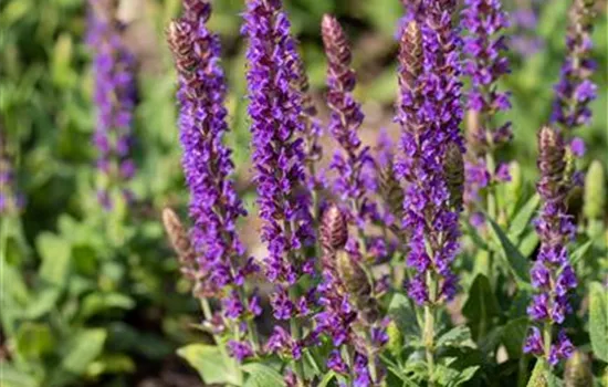 Salvia nemorosa 'Blaukönigin'