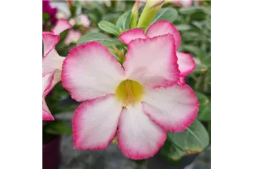 Adenium obesum