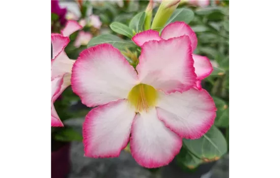 Adenium obesum