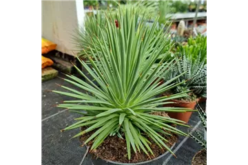 Agave stricta 'Nana'