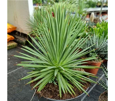 Agave stricta 'Nana'