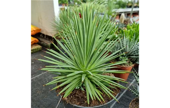 Agave stricta 'Nana'