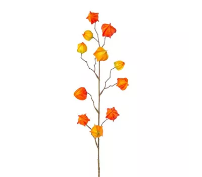 Physalis 80cm orange