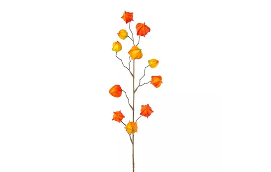 Physalis 80cm orange