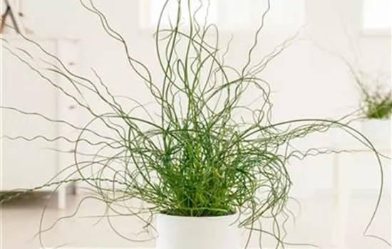 Juncus effusus 'Spiralis'