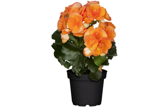 Begonia elatior, orange