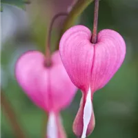 Dicentra spectabilis