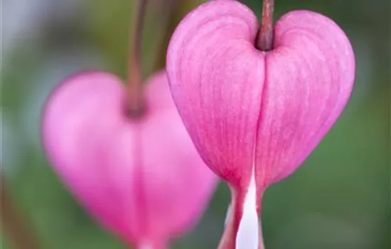 Dicentra spectabilis, rosa