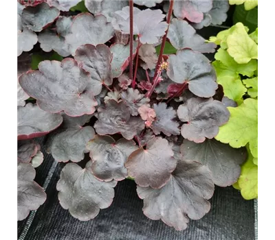 Heuchera 'Starry Night'