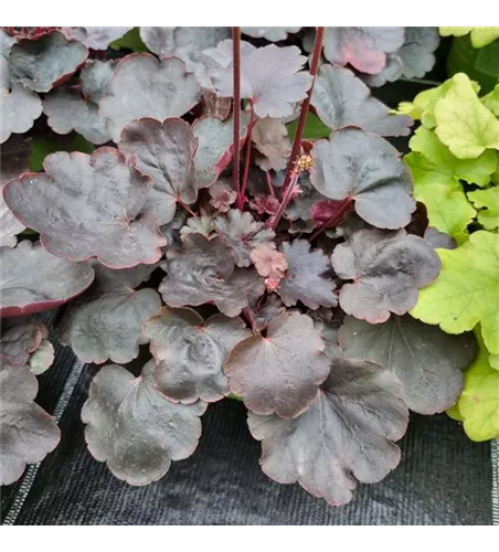 Heuchera 'Starry Night'