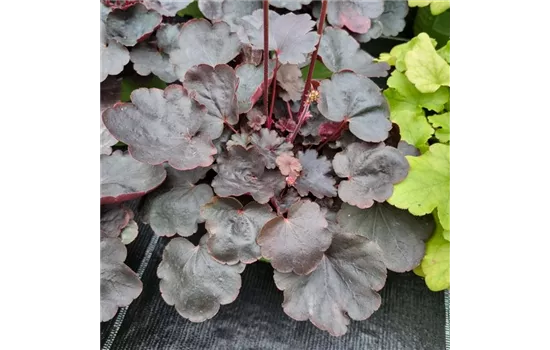 Heuchera 'Starry Night'