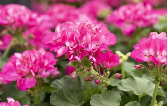 Pelargonium interspecific 'Big EEZE Fuchsia Blue'