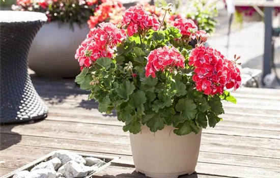 Pelargonium zonale Savannah® TexMex® 'Ruby'