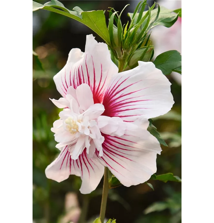 Hibiscus syriacus 'Starburst Chiffon'®