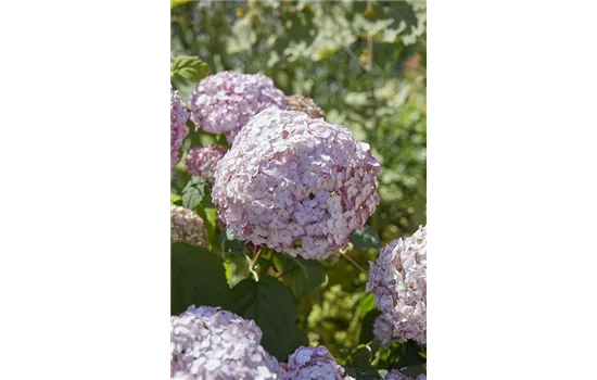 Hydrangea arborescens 'Candybelle'® Bubblegum