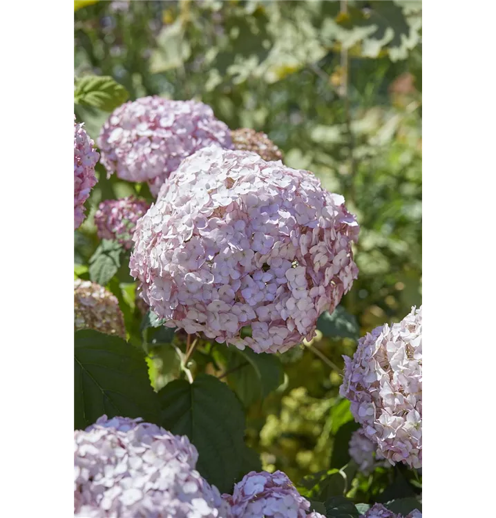 Ballhortensie 'Candybelle® Bubblegum'