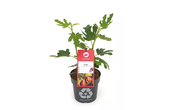 Ficus carica 'Twotimer® Gustis®' Fruchtbengel