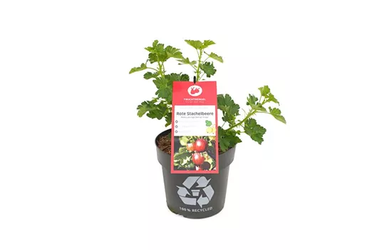 Ribes uva-crispa 'Darling® Crispa®' Fruchtbengel