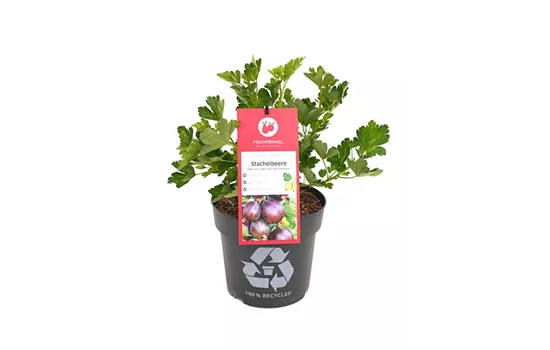 Ribes uva-crispa 'Lady Late® Easycrisp®' Fruchtbengel