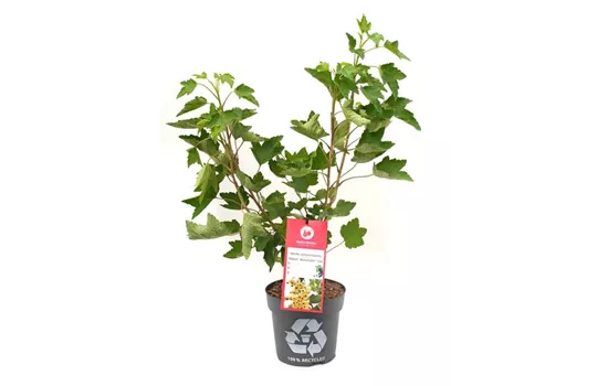 Ribes rubrum 'Ribest® Blanchette®' Fruchtbengel