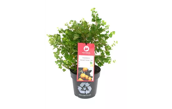 Ribes uva-crispa 'Solemio® Crispa®' Fruchtbengel