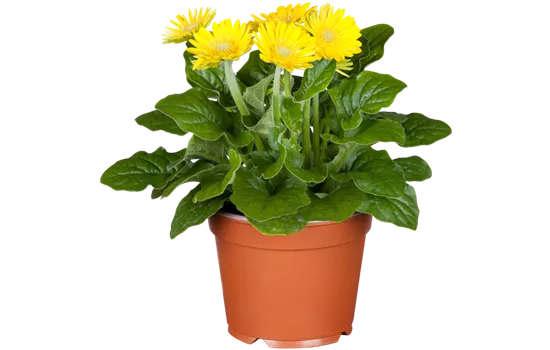 Gerbera 'Garvinea'® Gelb