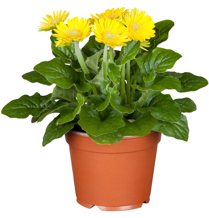 Gerbera Garvinea®