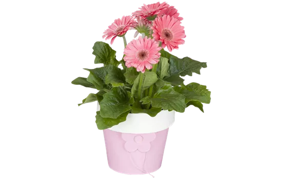 Gerbera 'Garvinea'® Rosa