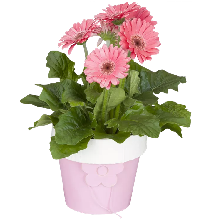 Gerbera Garvinea®