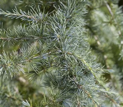 Cedrus deodara