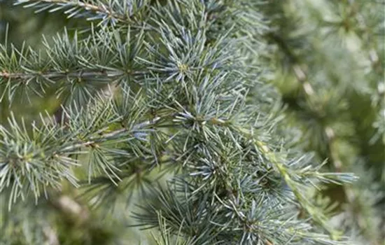 Cedrus deodara