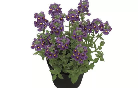 Nemesia KAROO™ 'Dark Blue'(s)