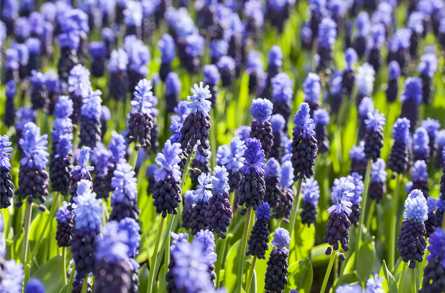 Muscari (GS514652.jpg)