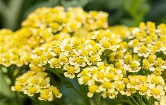 Achillea millefolium 'Milly Rock Yellow Terracotta