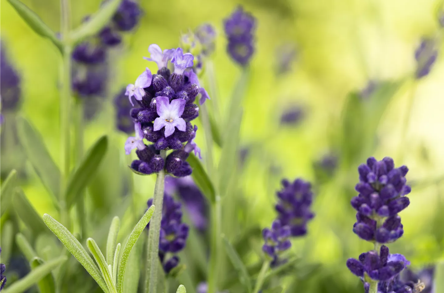 Lavandula angustifolia (GS587479.jpg)