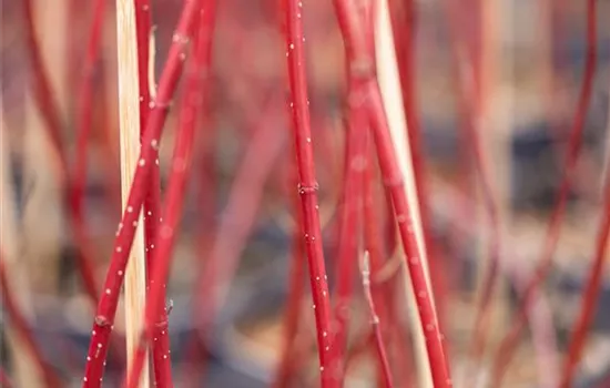 Cornus alba 'Miracle' ®