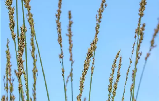 Molinia caerulea 'Heidebraut'