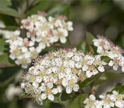 Aronia melanocarpa 'Nero'