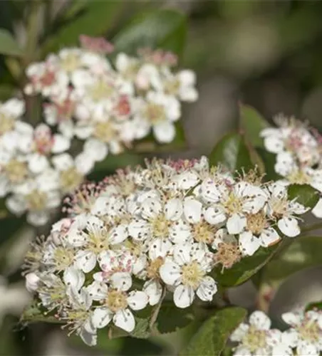 Aronia melanocarpa 'Nero'