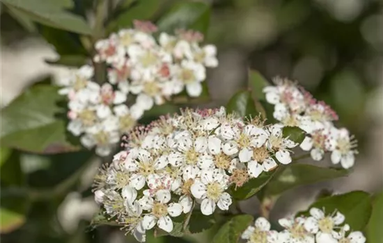 Aronia melanocarpa 'Nero'