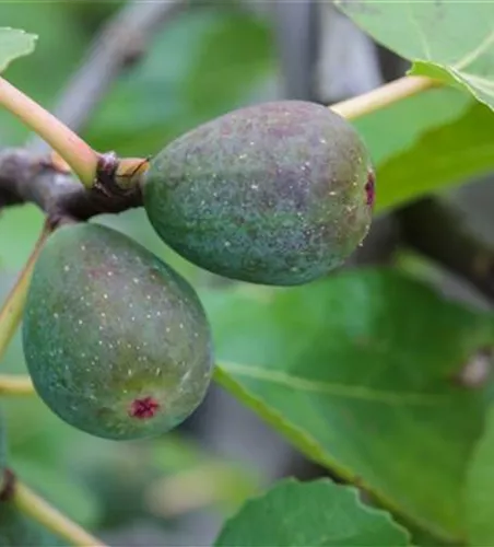 Ficus carica 'Icecrystal'