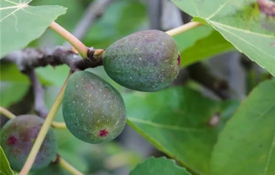 Ficus carica 'Icecrystal'