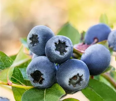 Vaccinium corymbosum 'Bluecrop'