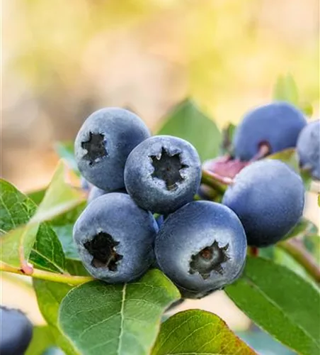 Vaccinium corymbosum 'Bluecrop'