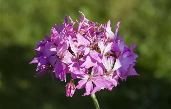 Pelargonium zonale 'Fireworks® Pink'