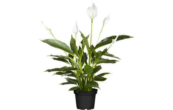 Spathiphyllum floribundum 'Vivaldi'